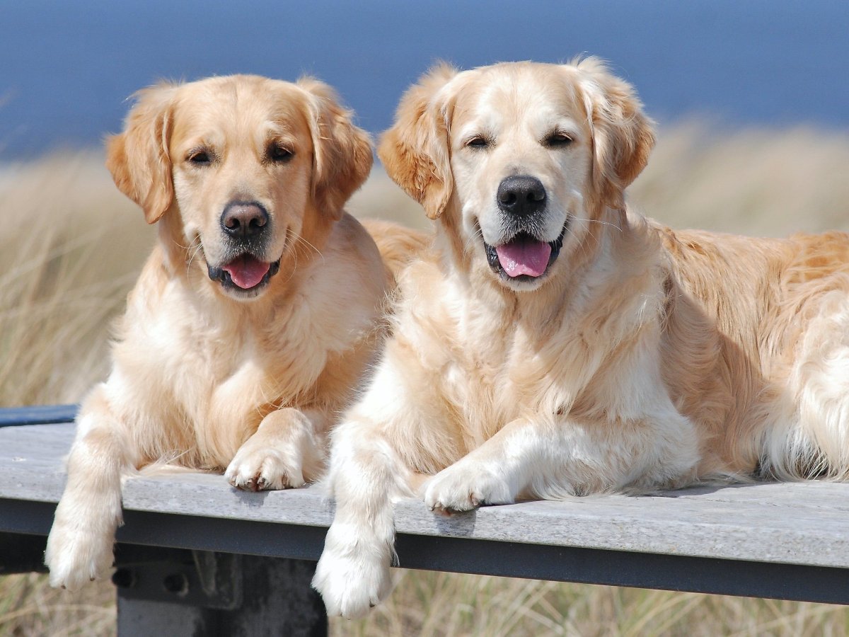 Питомцы 12.19