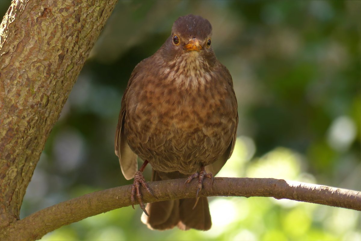 Певчие птицы Зяблик черный Дрозд Соловей