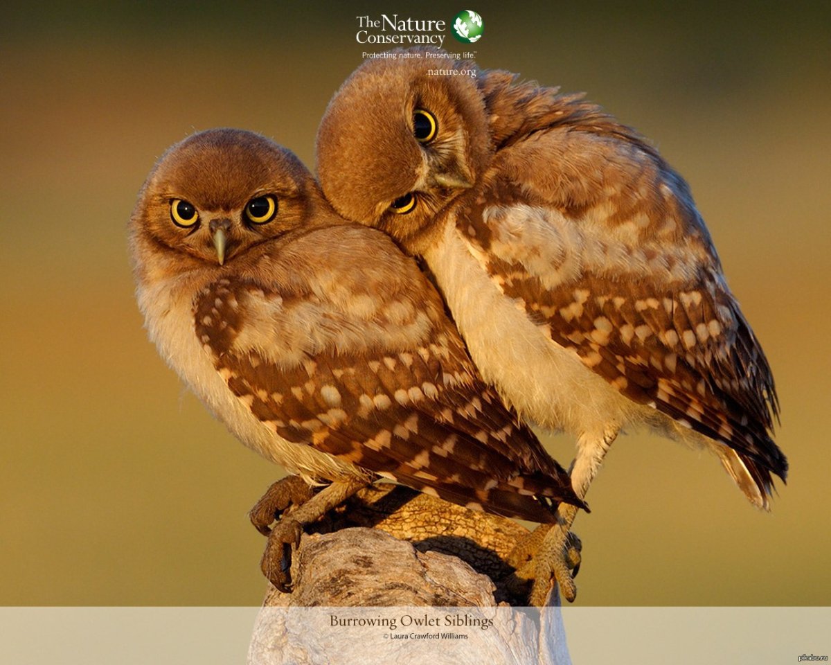 Влюбленные Совы