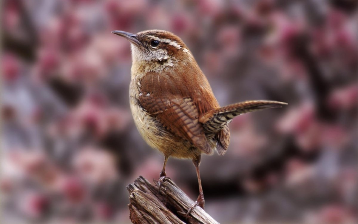 Каролинский крапивник