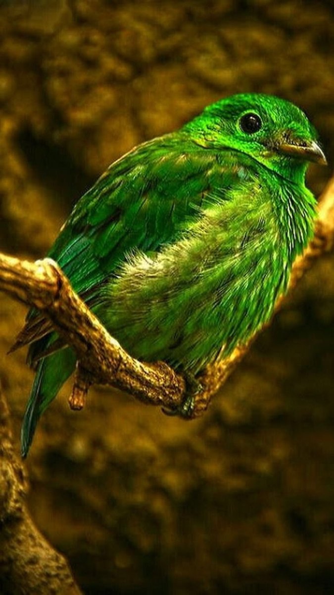 Темно зеленая птица