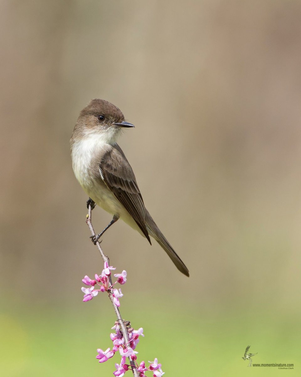 Бежевая птица маленькая