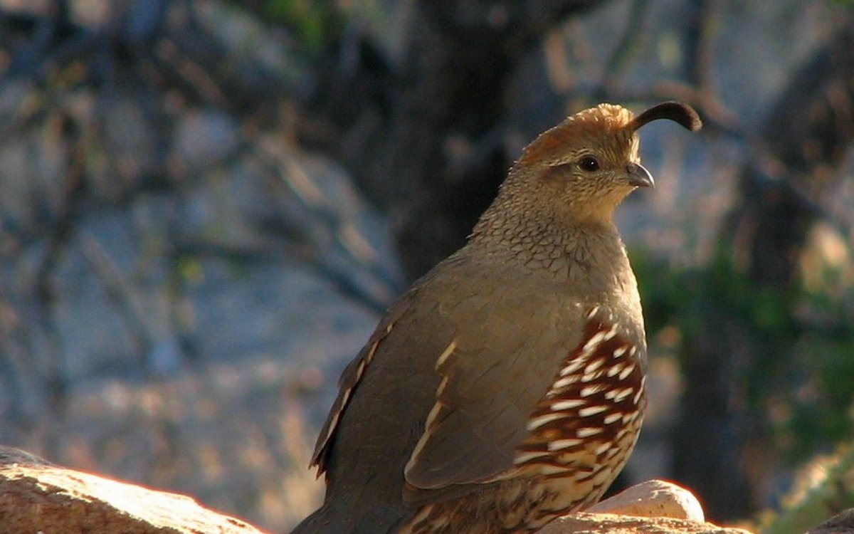 Птицы коричневого окраса