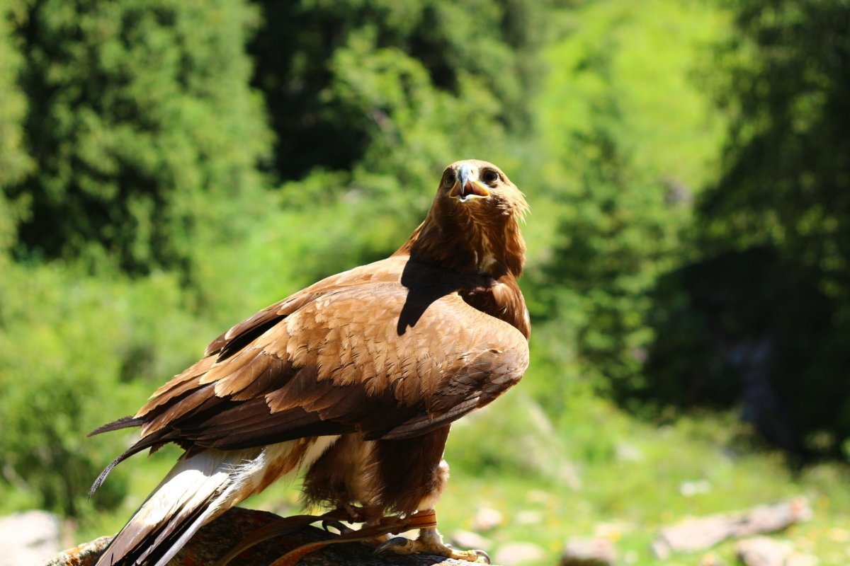 Беркут Орловское Полесье