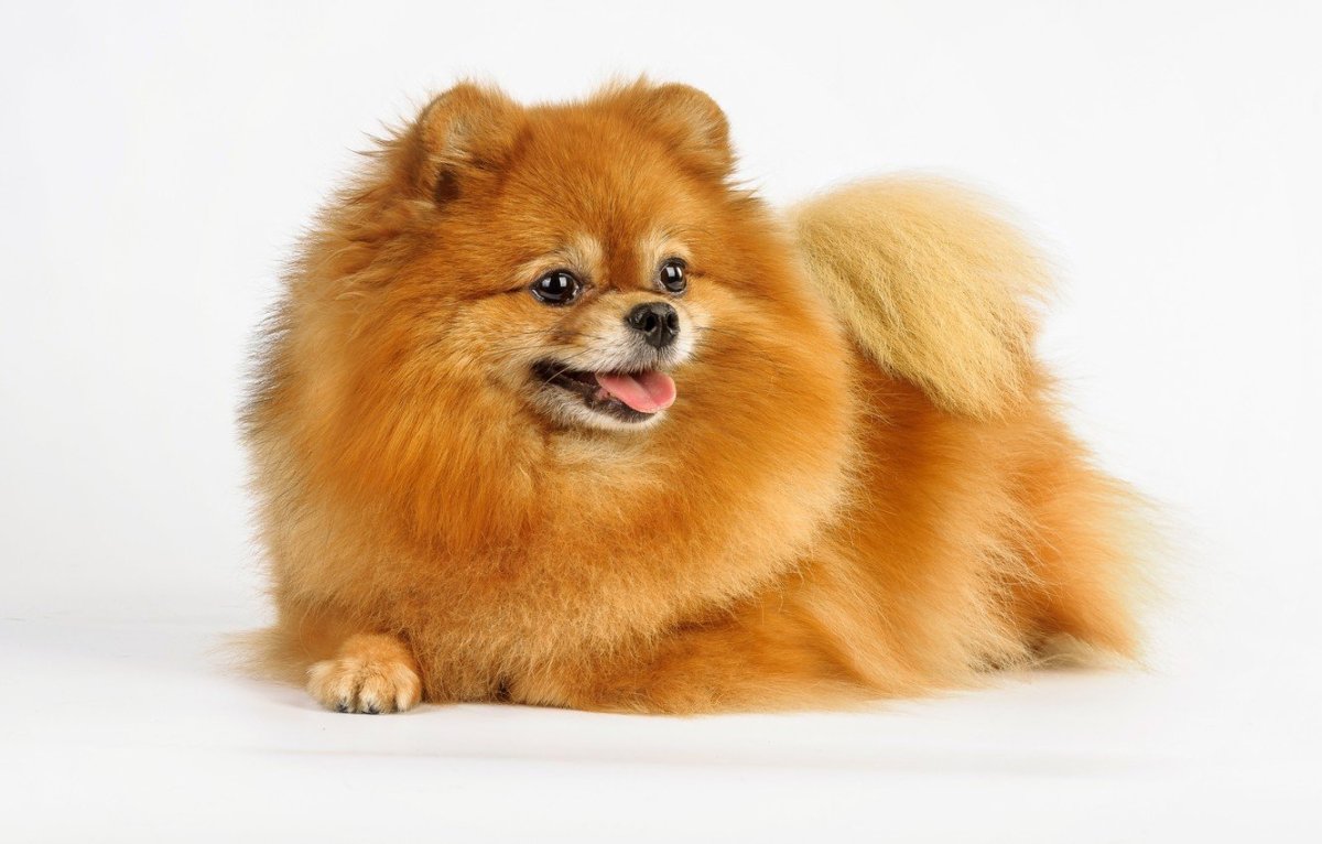 Шпиц померанский карликовый рыжий