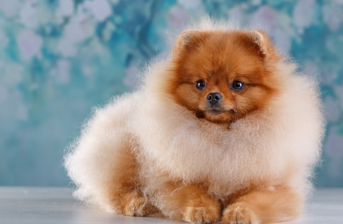 Померанский шпиц