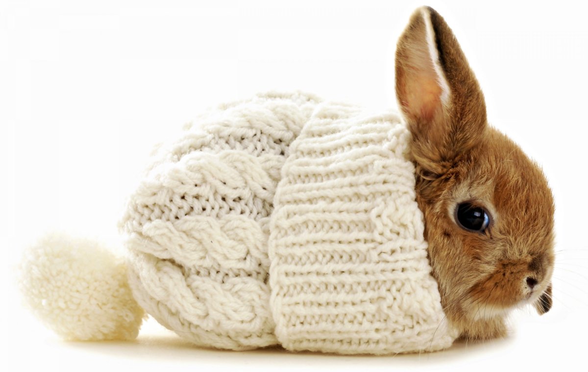 Котик в шапочке зайчика