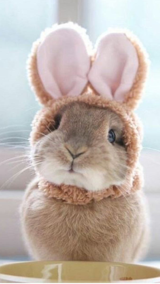 Котик с ушками зайчика