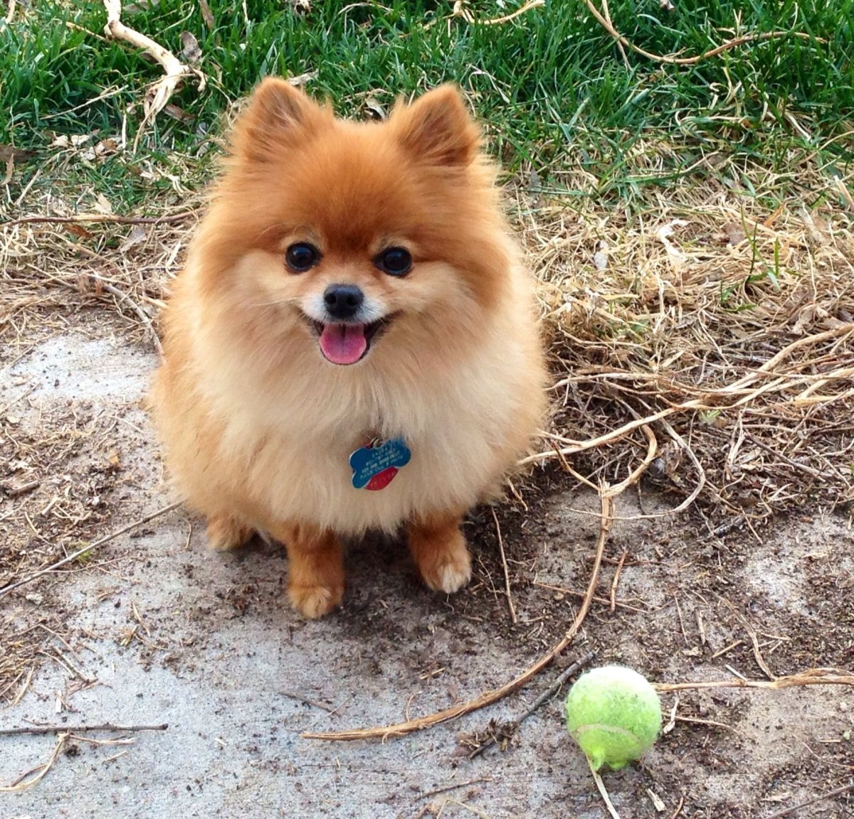 Померанский шпиц