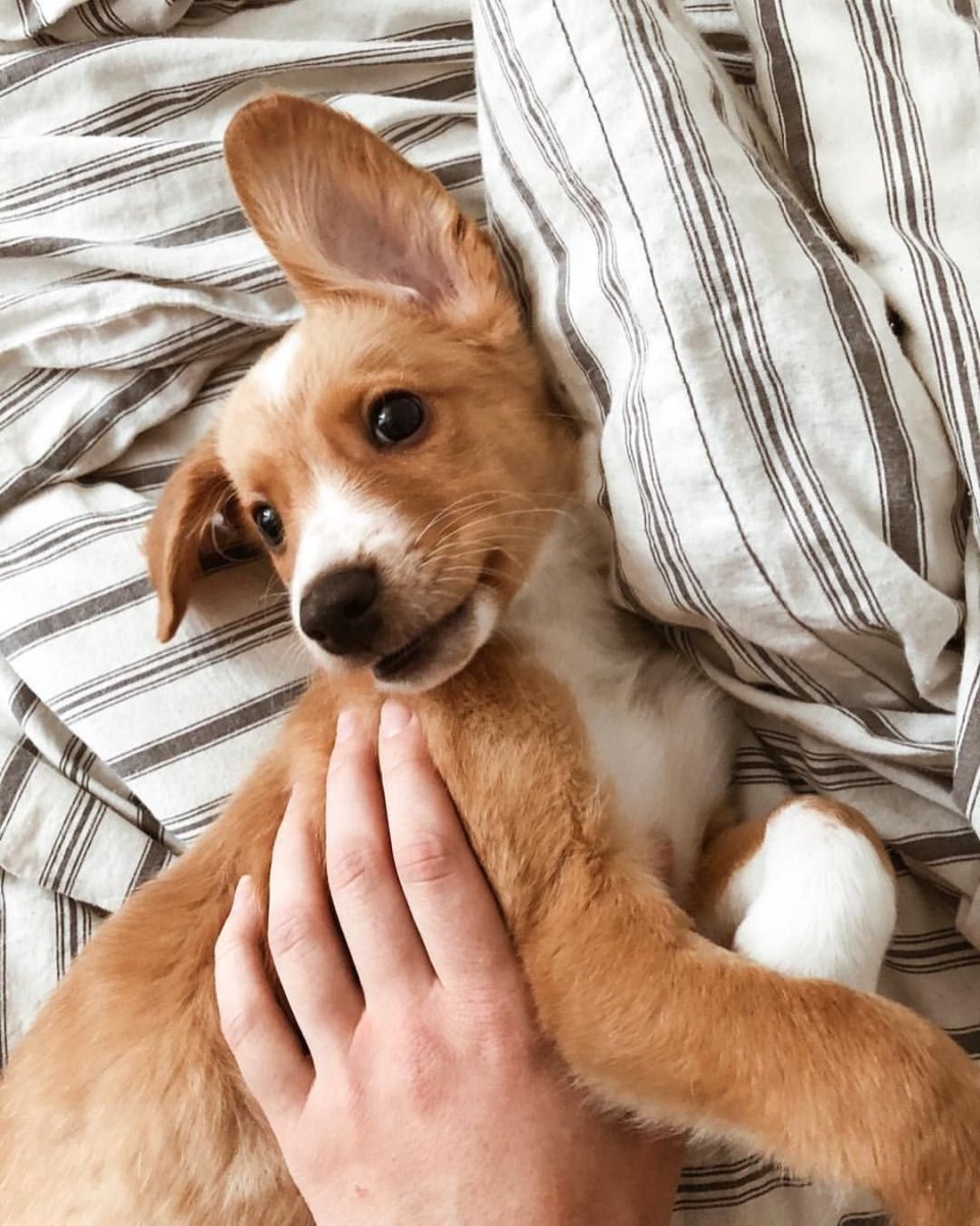 Маленькие рыженькие собачки