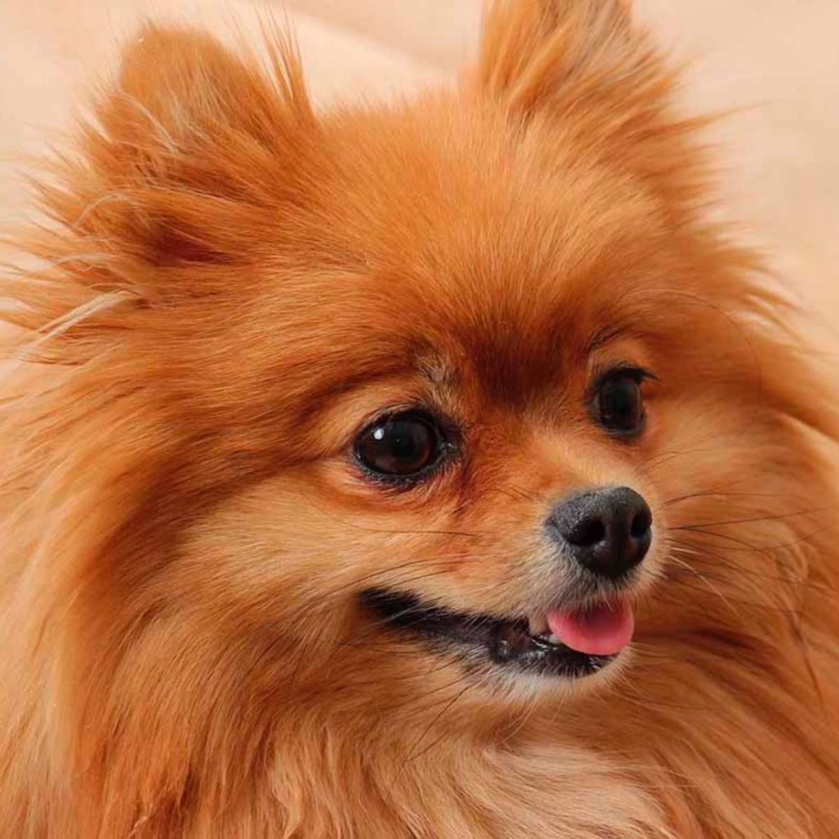 Померанский Лисий шпиц