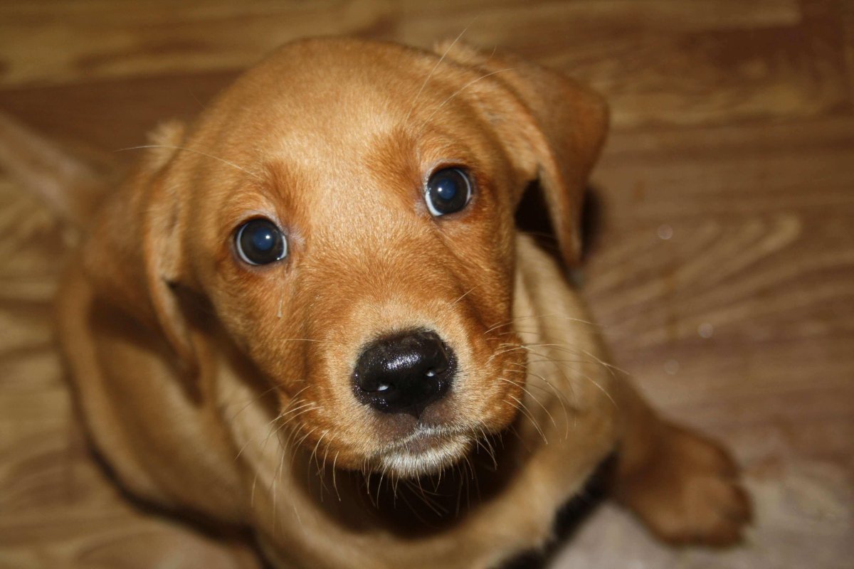 Ретривер рыжий гладкошерстный