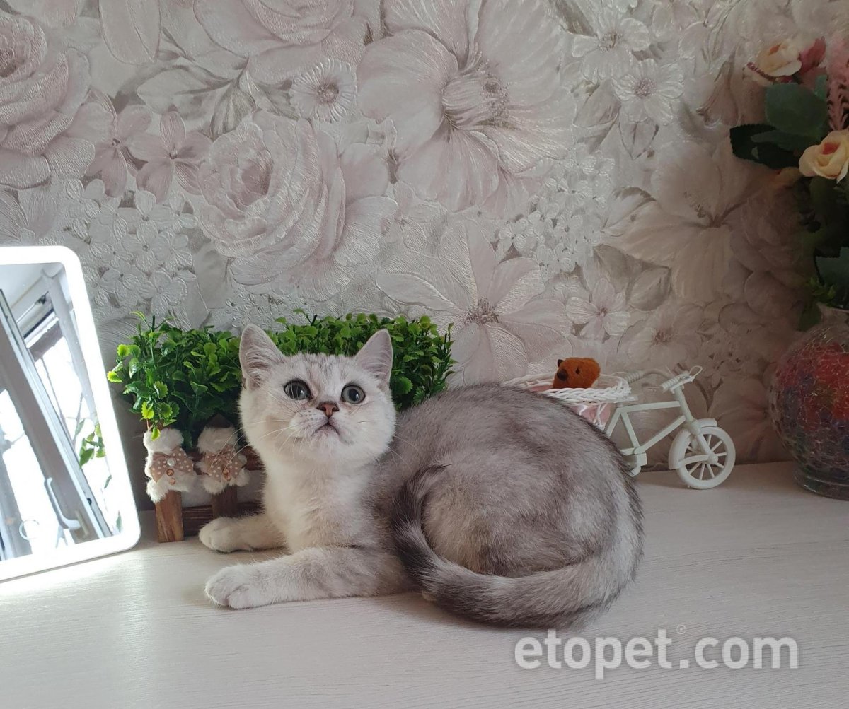Шотландская прямоухая серебристая шиншилла хайленд