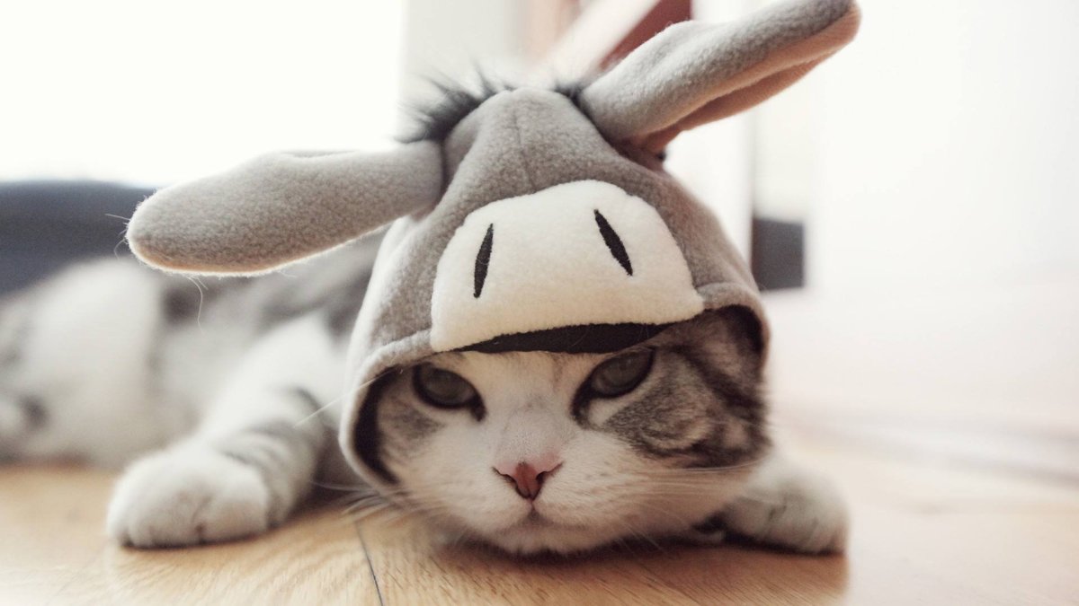 Regina777 иллюстратор