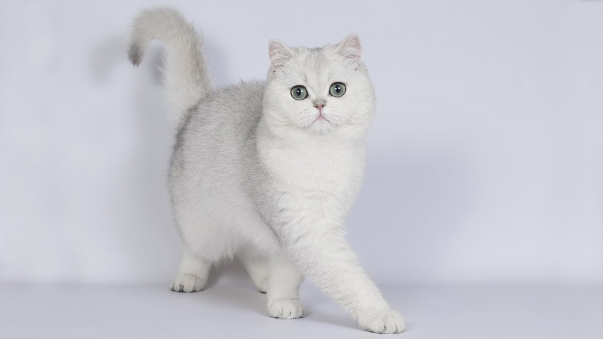 Шотландская прямоухая шиншилла