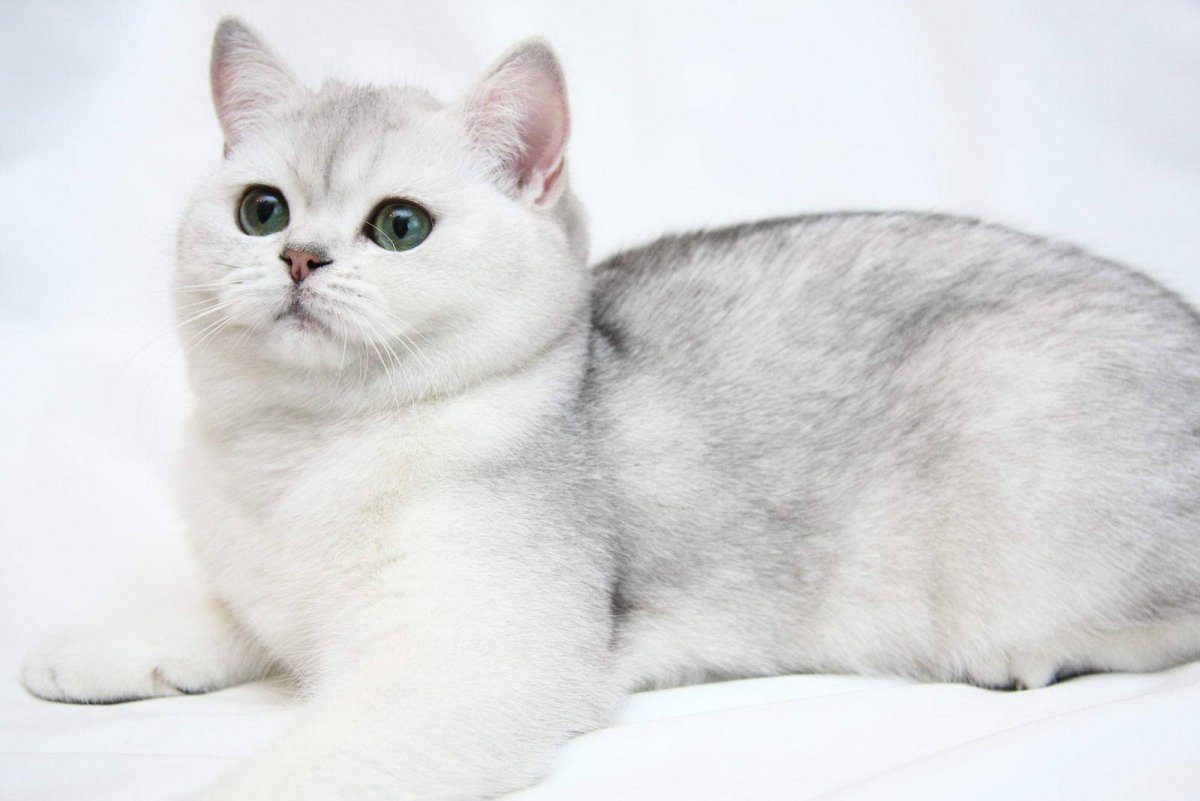 Шотландский кот страйт