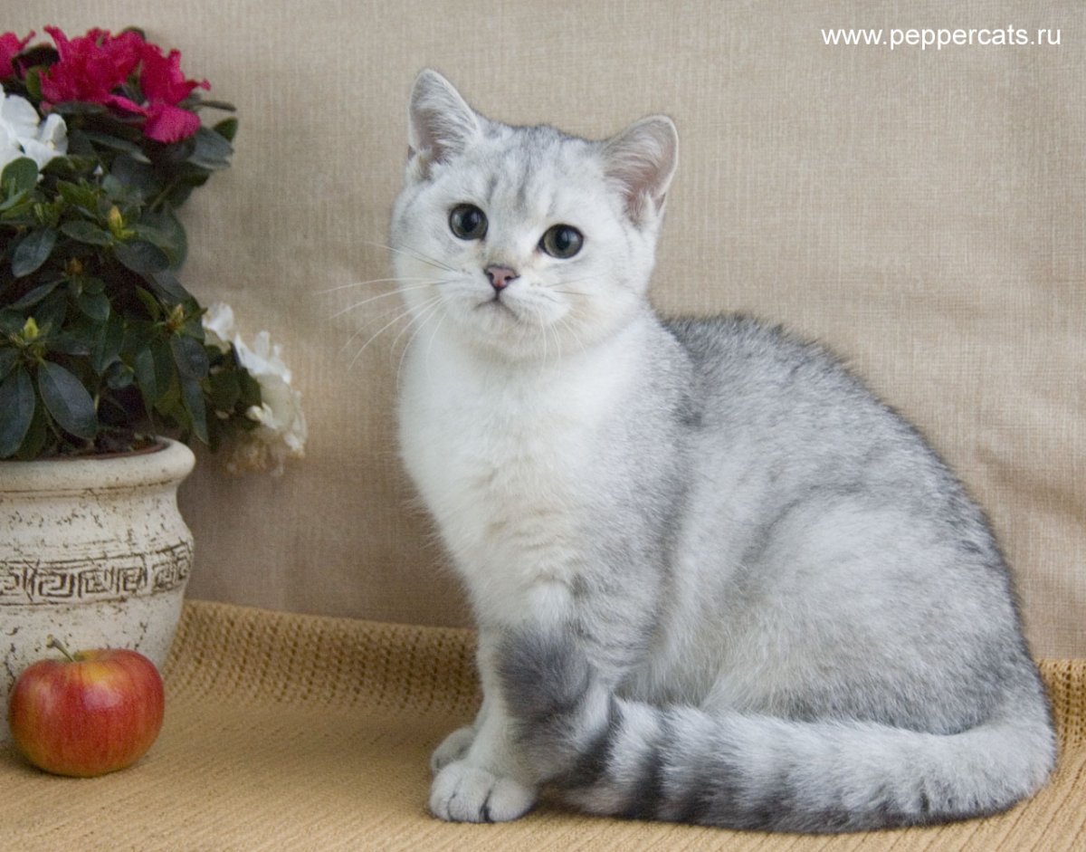 Скоттиш-фолд Шотландская прямоухая