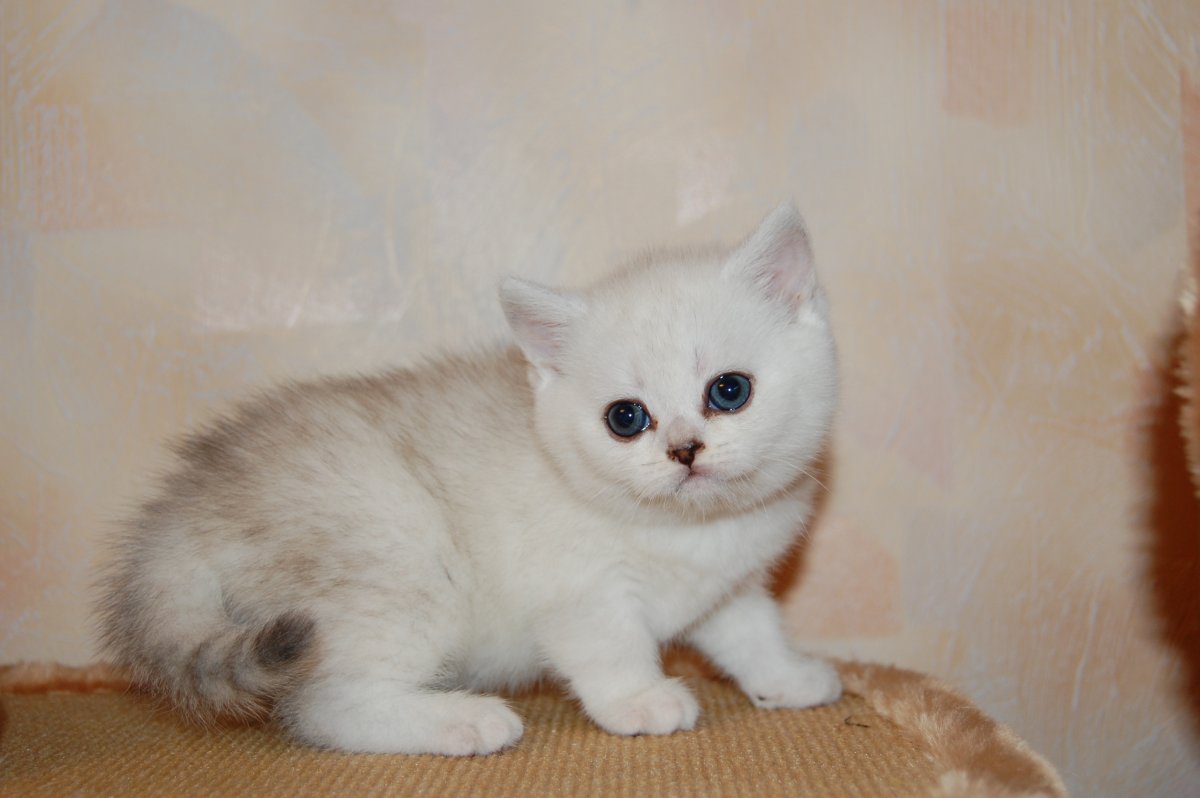 Скоттиш страйт шиншилла