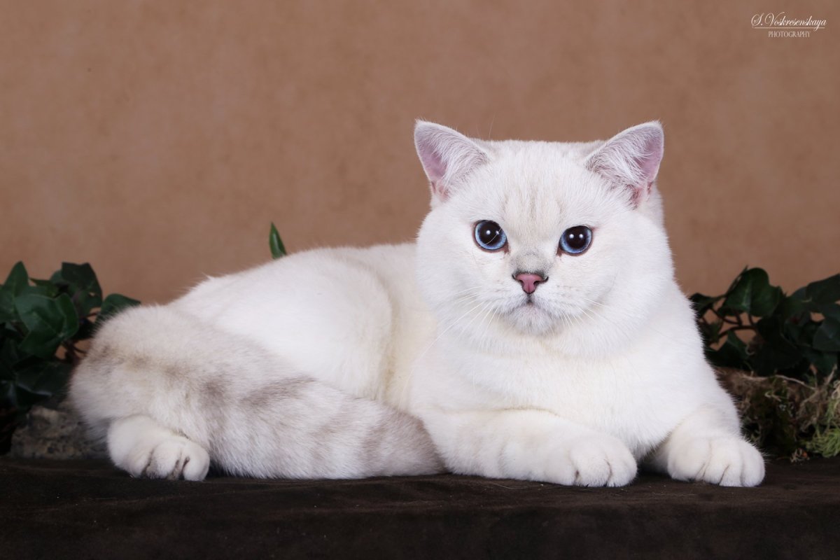 Шотландский прямоухий серебряная шиншилла