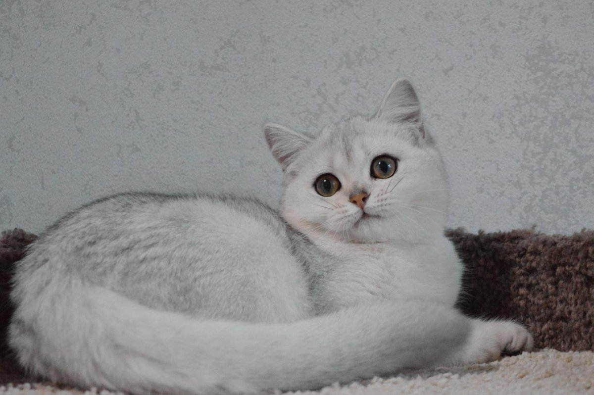 Шотландская серебристая шиншилла