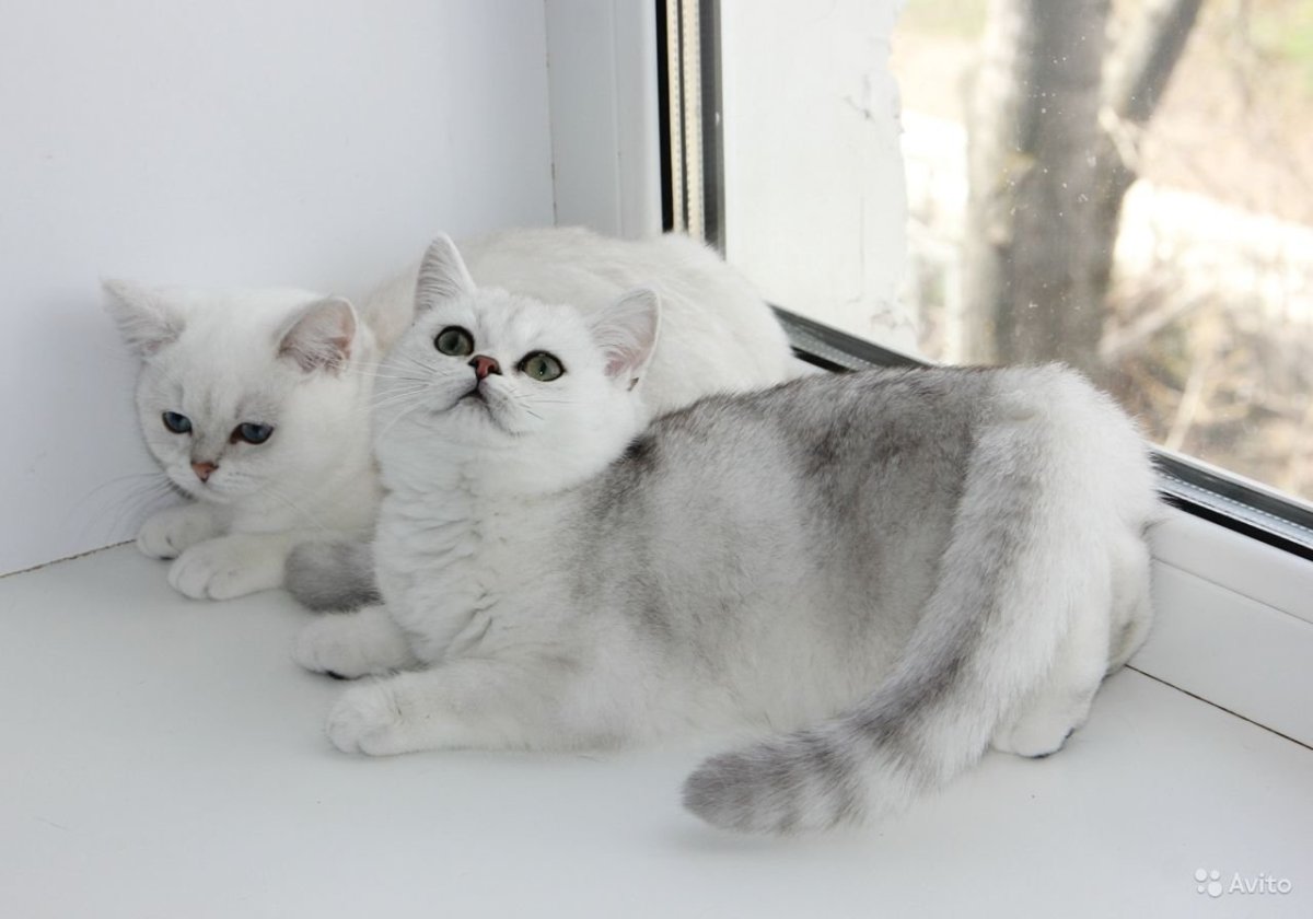 Скоттиш страйт серебристая шиншилла