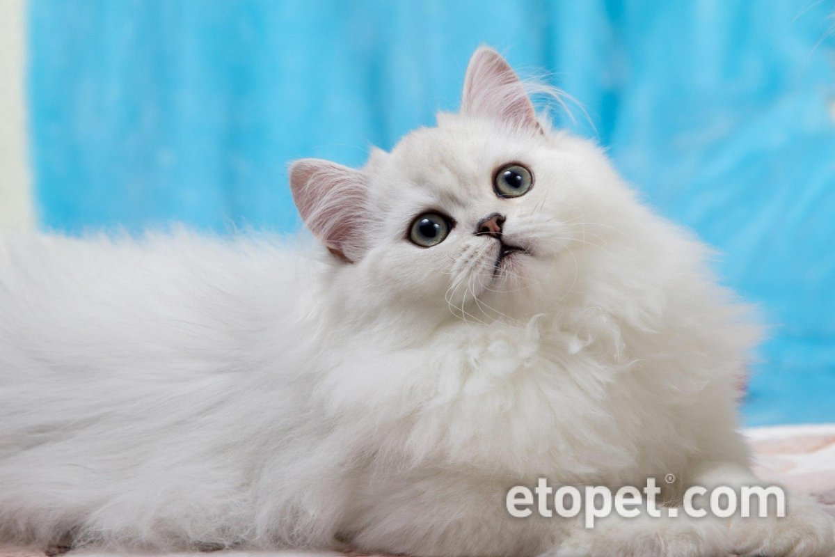 Британская шиншилла кошка