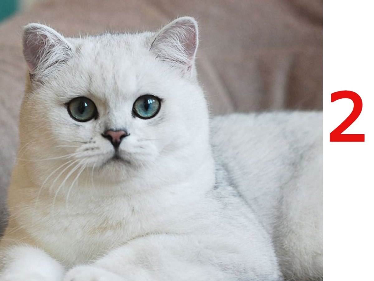 Шотландский скоттиш страйт полосатый