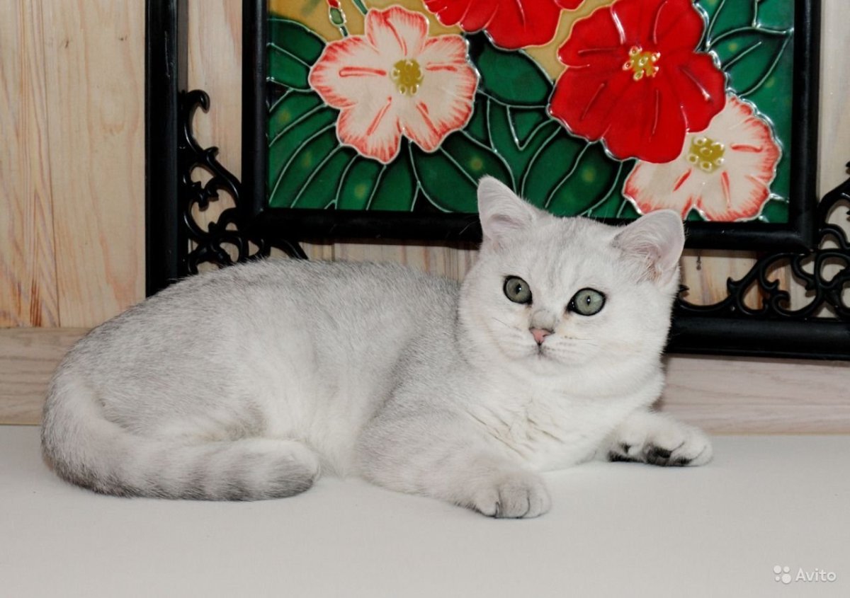Персидская шиншилла котята
