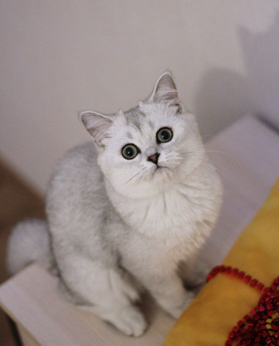 Шотландская прямоухая кошка колор Пойнт