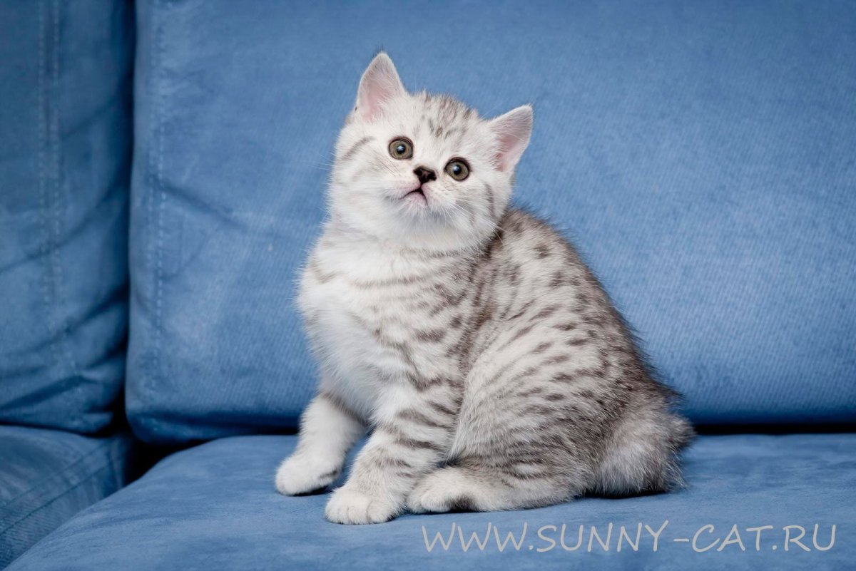 Британская короткошёрстная шиншилла