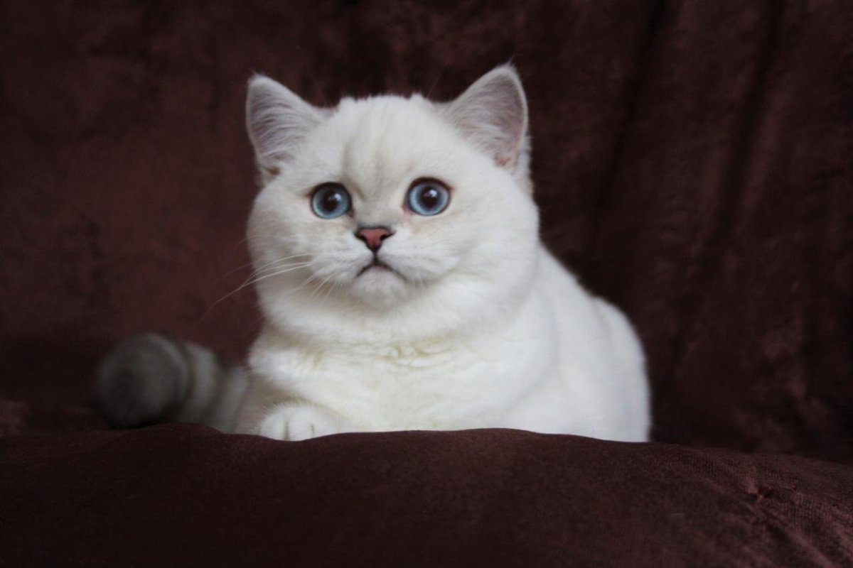 Шотландский страйт шиншилла