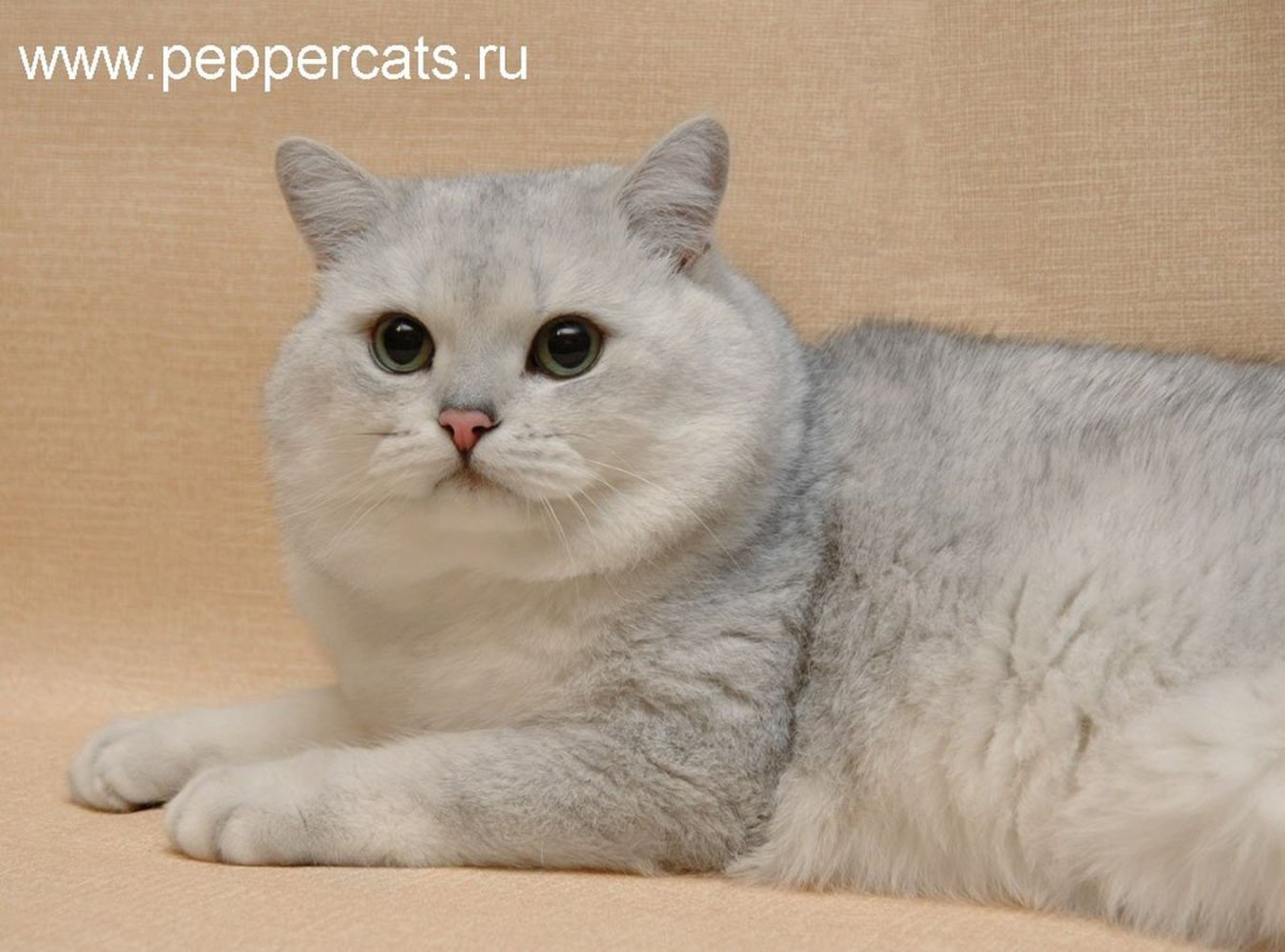Скоттиш страйт серебристая шиншилла