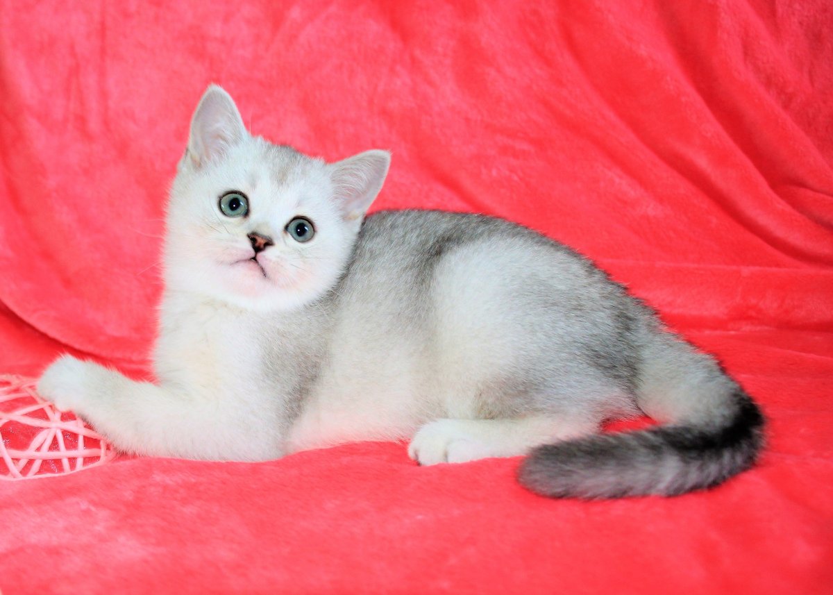 Шотландская кошка прямоухая шиншилла