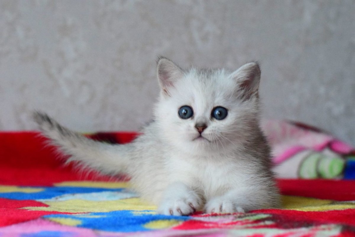 Котята серебристой шиншиллы страйт