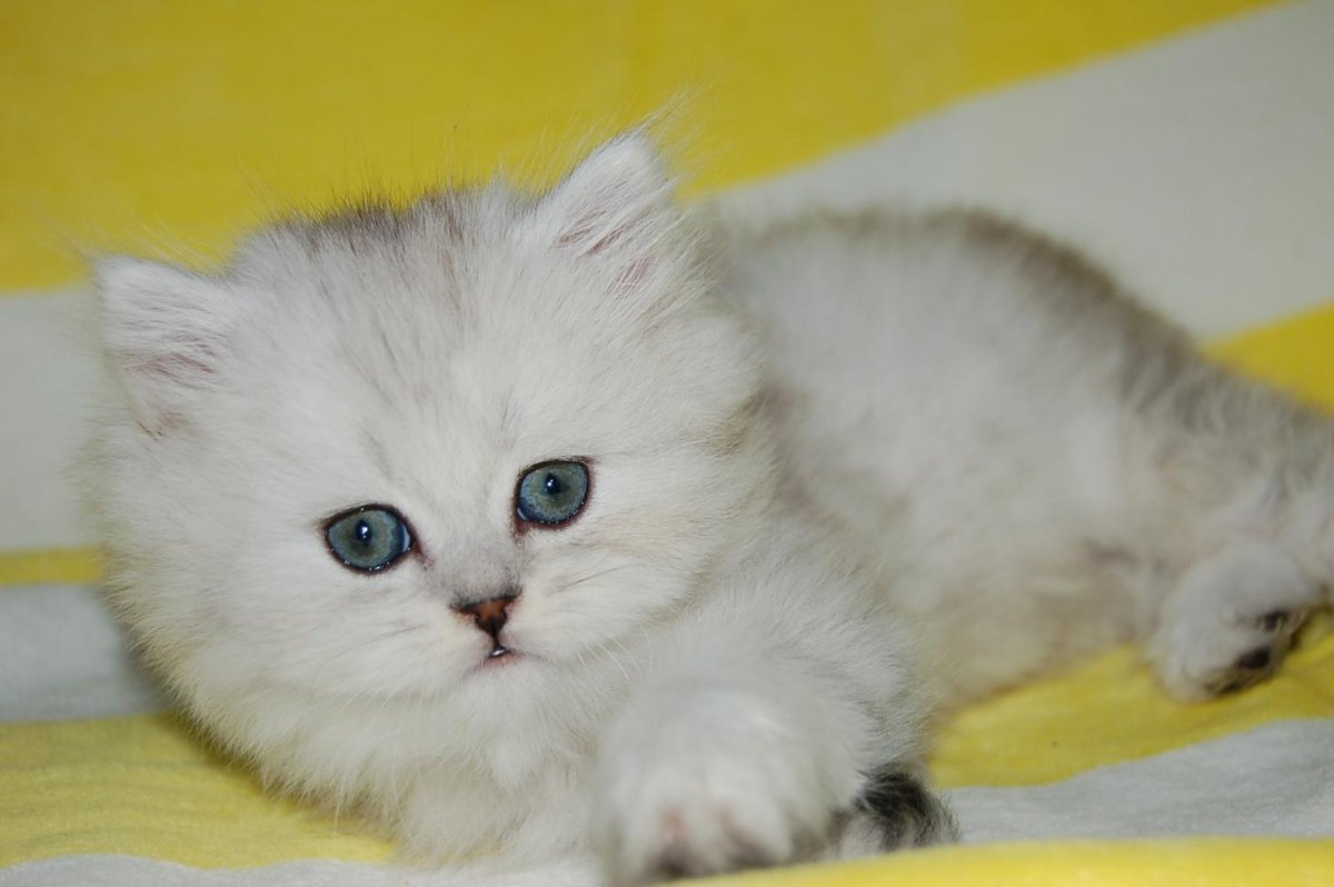 Британский короткошерстный кот полосатый