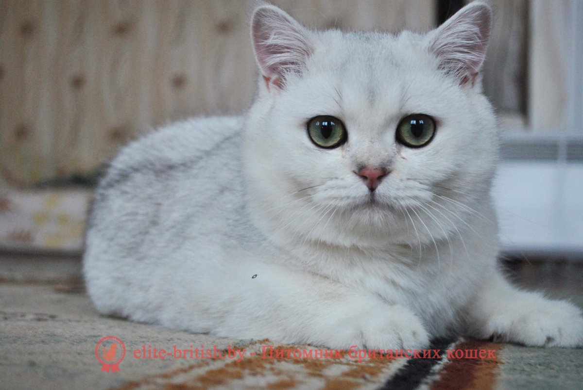 Британская Шотландская шиншилла