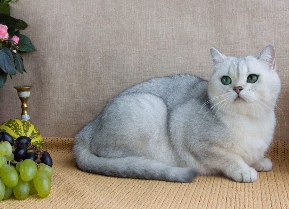 Скоттиш страйт серебристая шиншилла