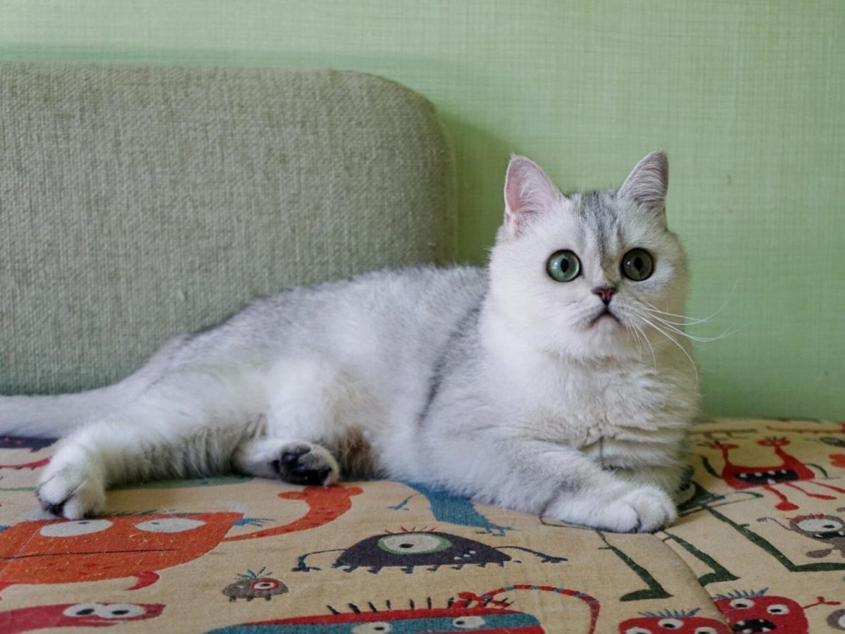 Шотландская прямоухая шиншилла серебристая