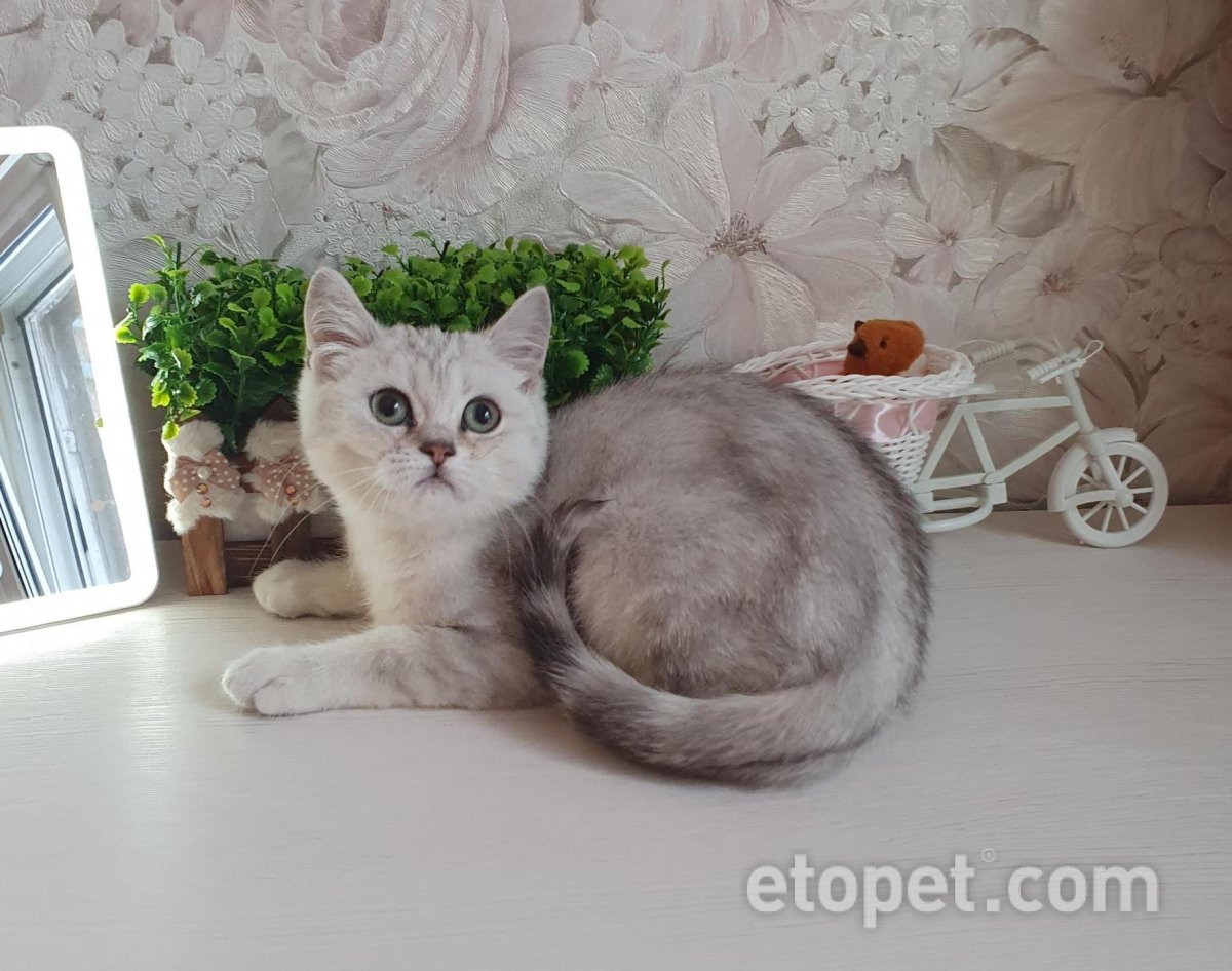 Тикированная шиншилла серебристая