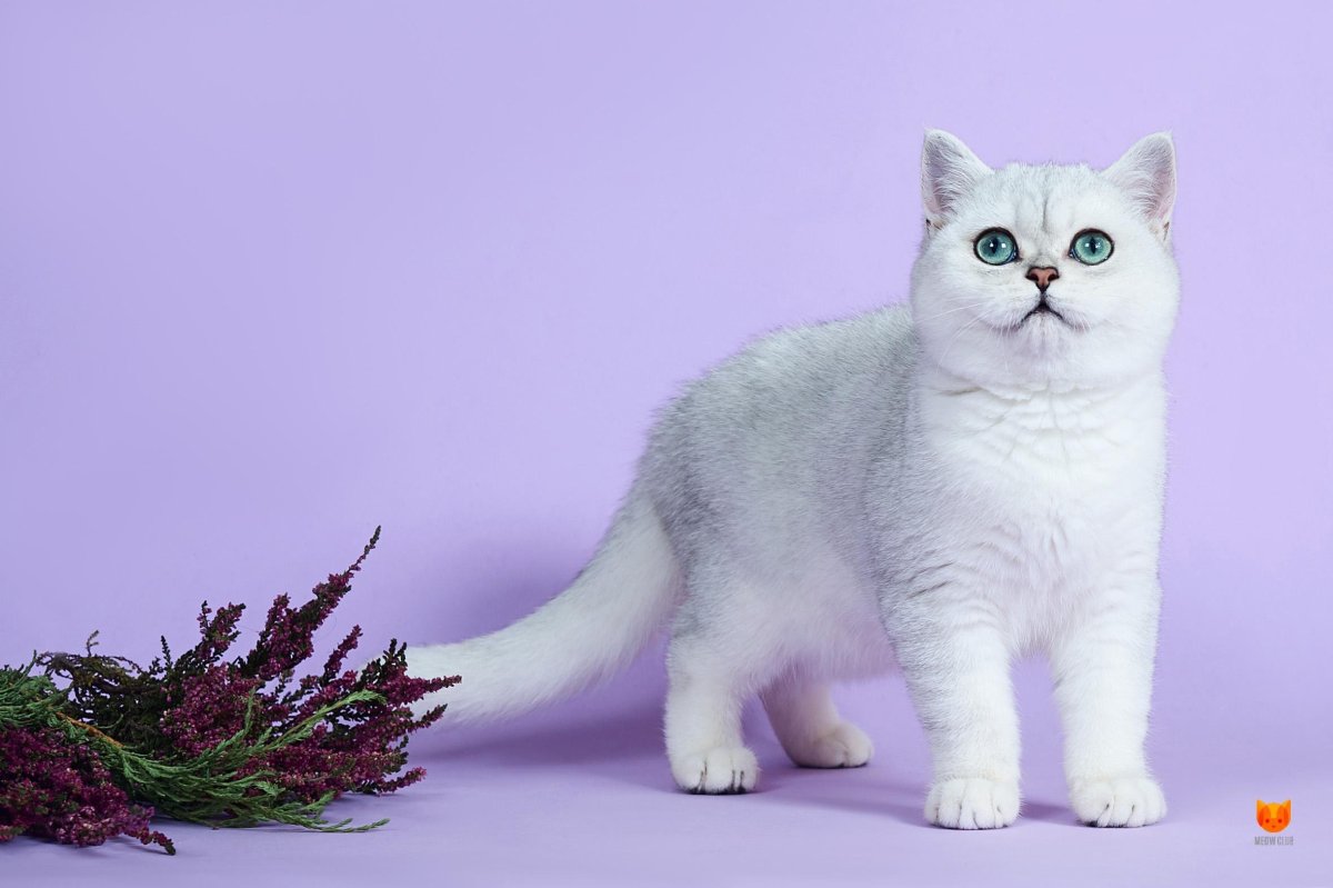 Скоттиш страйт серебристый затушеванный табби