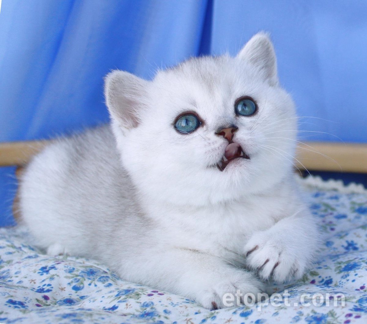 Шотландская вислоухая кошка шиншилла серебристая