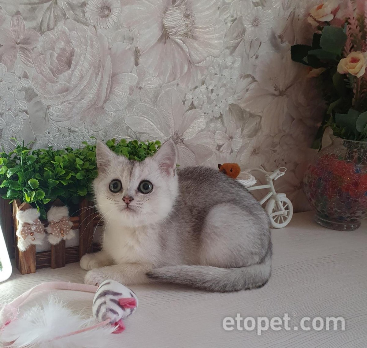 Котенок Мимишка