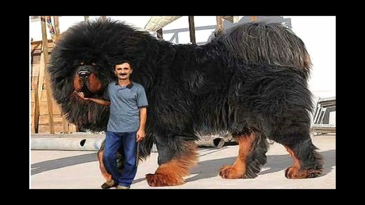 Мастиф собака тибетский 112 кг