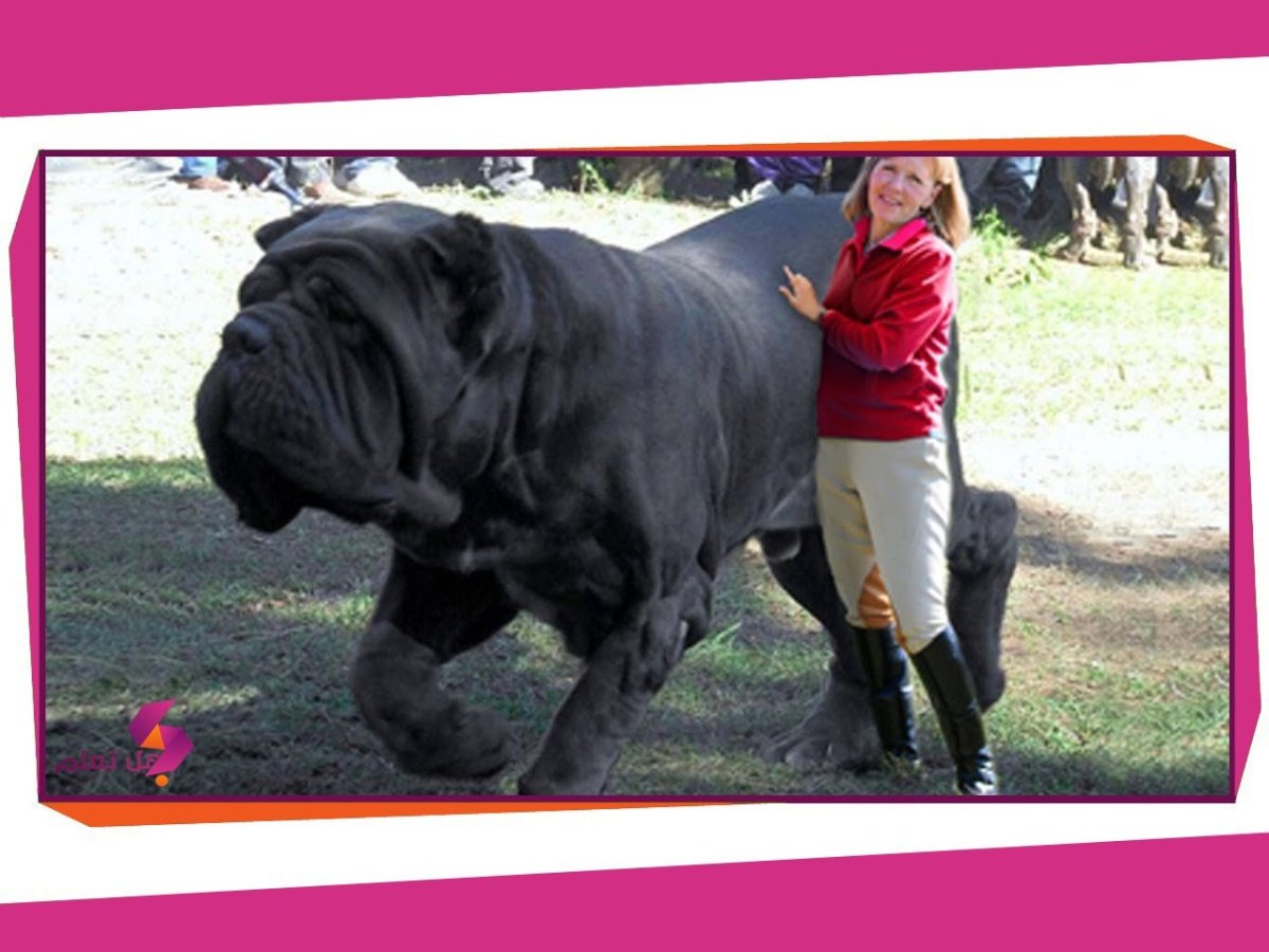 Самый большой бульдог в мире