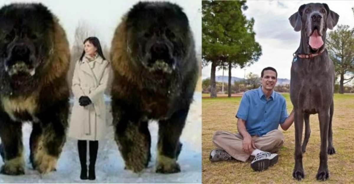 Тибетский мастиф с человеком самый большой в мире