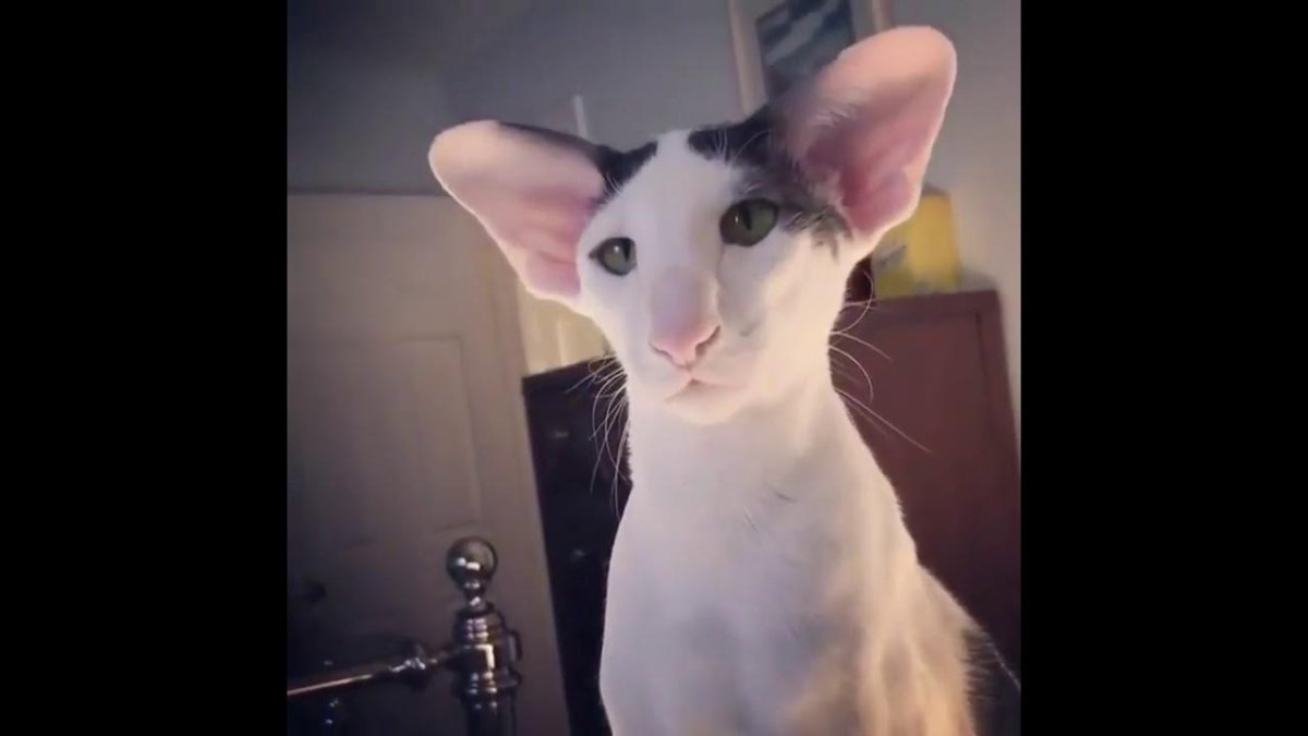 Сфинкс грузин кот сфинкс