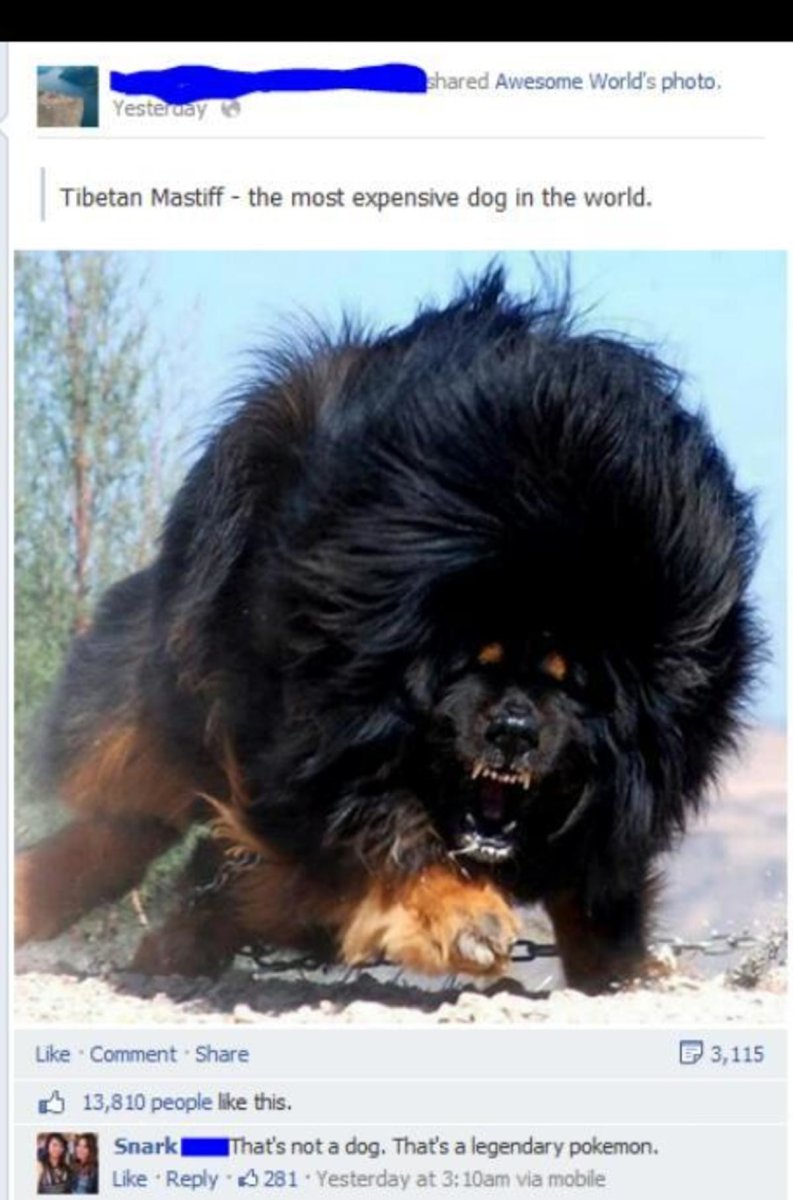 Тибетский мастиф Мем