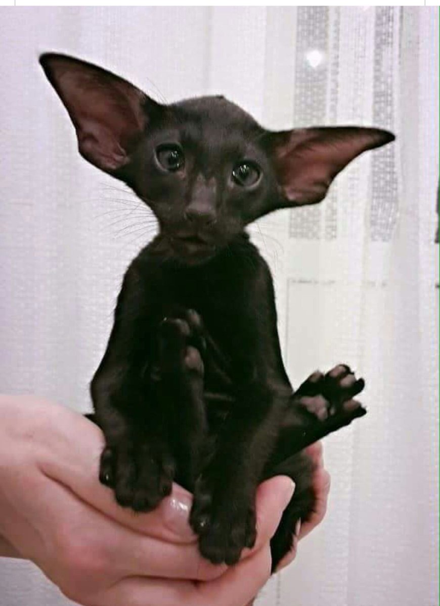 Порода Ориентал Добби