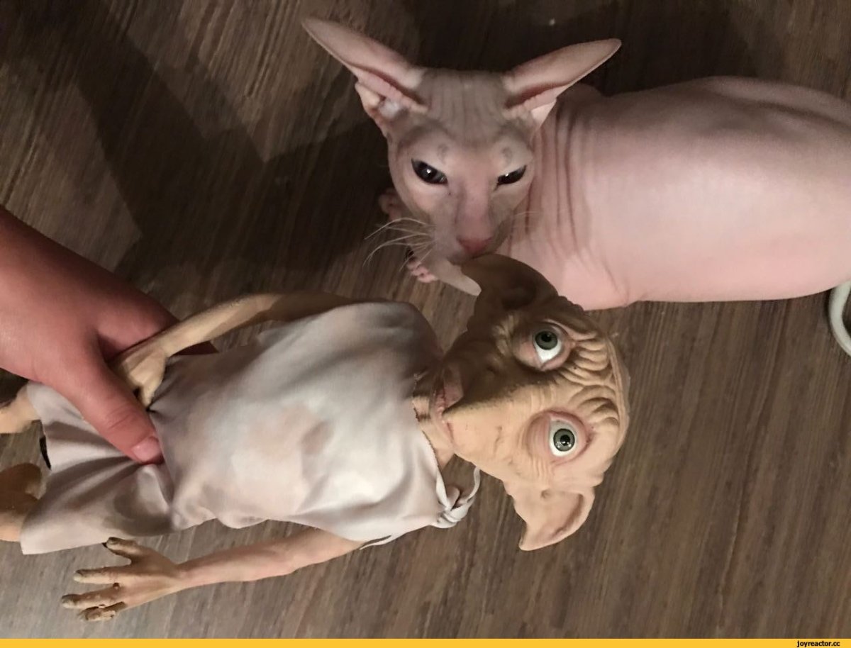 Кошка похожая на Гоблина