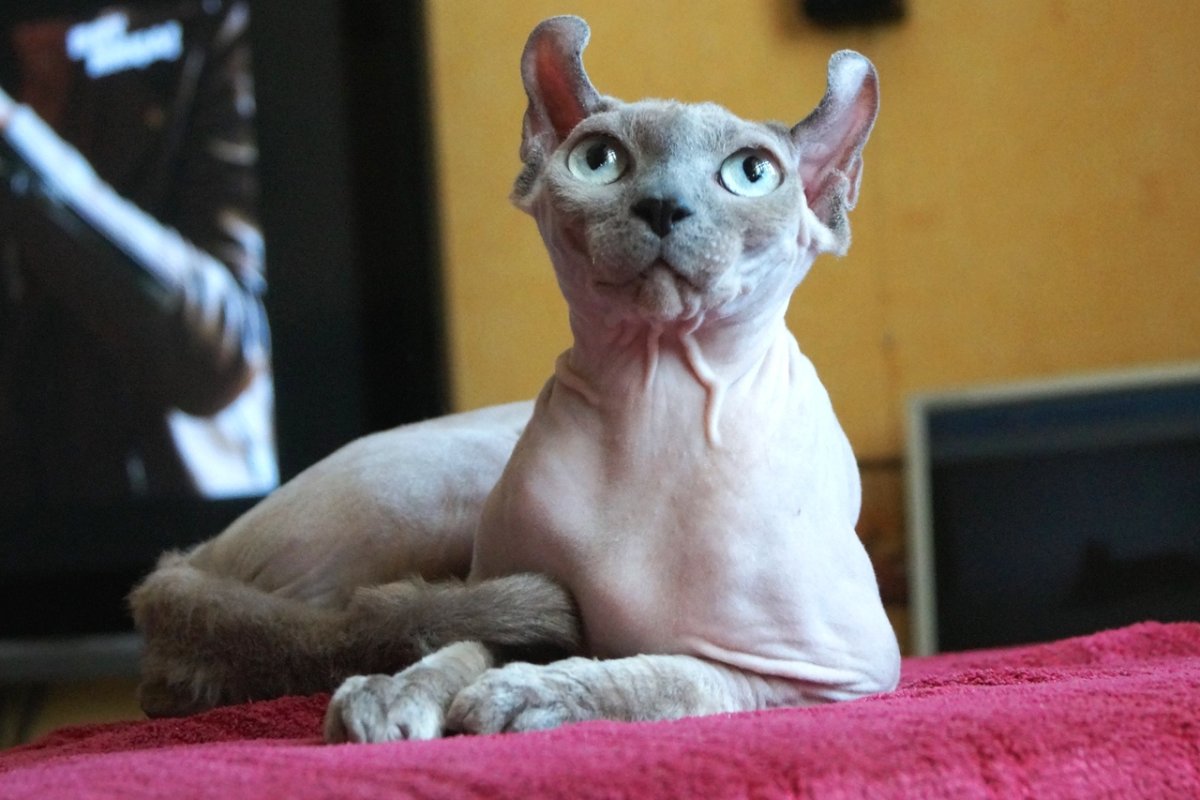 Смешные лысые коты